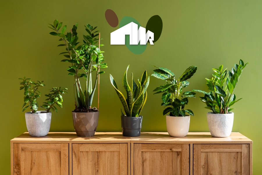 Piante da interno e orti verticali 900